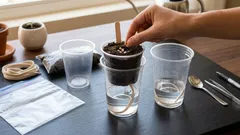 Cum să crești răsaduri de ardei de două ori mai repede: o metodă avansată pe care nu o cunoaște toată lumea