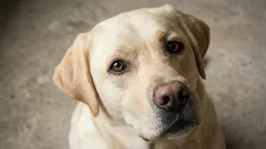 7 rase de câini blânzi pentru familie: pe cine alegi dacă ai copii