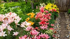 Crinii vor înflori abundent toată vara dacă, la plantare, respecți aceste reguli importante