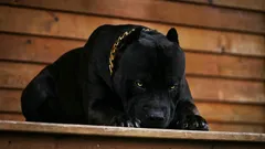 Numele celor șase rase de câini dintre cele mai curajoase, care devin animale de companie loiale