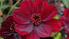 O plantă cu aromă de ciocolată, despre care puțini știu.