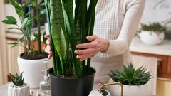 Cum scapi de mucegaiul din casă: 5 plante de interior care ajută în cazul umidității ridicate