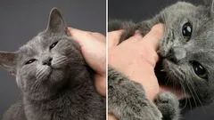 De ce pisica este la început blândă și prietenoasă, iar apoi mușcă brusc: fapte interesante despre acest fenomen