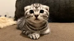 Aceste pisici își adoră stăpânii – trei dintre cele mai afectuoase rase pentru familii cu copii